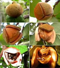 Image result for Annonaceae