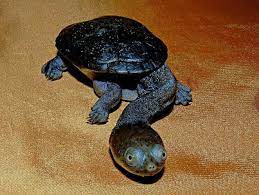 Siebenrock S Snake Necked Turtle I Want So Bad Turtle Tortoises Animals