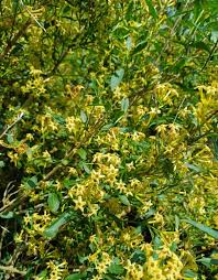Image result for Cestrum parqui