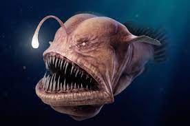 Plankton menjadi bahan pangan utama bagi ikan. Anglerfish Monster Berlampu Yang Hidup Di Dasar Laut