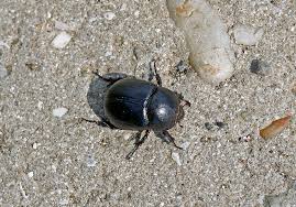 Image result for Pentodon