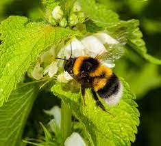 Top 10 flowers for honey bees. Top 10 Facts About Bees Wwf