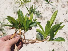 Image result for Napoleonaea gossweileri