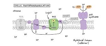 Outside of the thylakoids where light independent reaction occurs. Light Dependent Reactions Photosynthesis Reaction Article Khan Academy