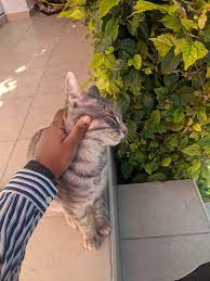 Said Goodbye To This Cheeky Geezer Today He S Not Dead He Belongs To My Neighbour And I Moved Https Ift Tt 36xbykt In 2021 Cats Cat Pics Cat Photo