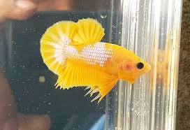 Yellow Fancy Betta Betta Fish Beautiful Fish