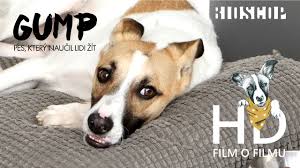 Syrový a autentický příběh, vystavěný z reálných zkušeností člověka,. Gump Pes Ktery Naucil Lidi Zit 2020 Video Z Nataceni Youtube