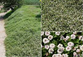 Image result for Phyla nodiflora