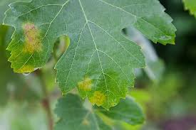 Image result for peronospora grapevine