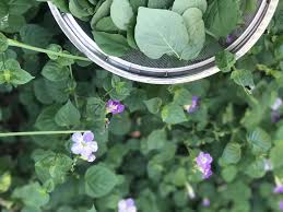 Image result for Asystasia