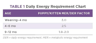 Starting Strong Puppy And Kitten Nutrition Todays