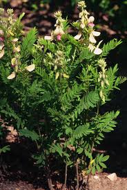 Image result for Tephrosia polystachya
