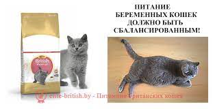 vse o beremennosti britanskoj koshki pitomnik elitnyh britanskih koshek kotyat elite british