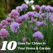 Where to go in brunswick me for seafood. 10 Uses For Chives Dengarden
