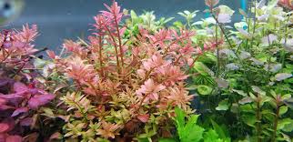 Image result for Rotala capensis