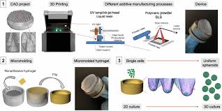 Ebook culture of animal cells: Cell Spheroids As A Versatile Research Platform Formation Mechanisms High Throughput Production Characterization And Applications Iopscience