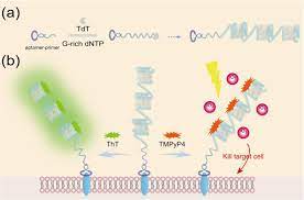 Background:schwannoma are benign tumor arising from schwann cells of the. Simultaneous Monitoring Of Cell Surface Receptor And Tumor Targeted Photodynamic Therapy Via Tdt Initiated Poly G Quadruplexes Scientific Reports