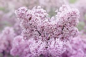 Image result for Syringa meyeri ´Palibin