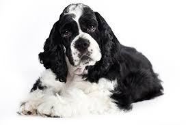 Black And White Working Cocker Spaniel Puppy American Cocker Spaniel American Cocker Spaniel Cocker Spaniel American Spaniel
