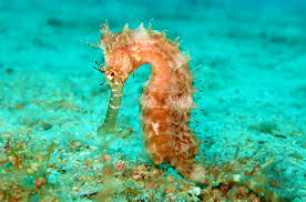 These are bulky, loud and susceptible to malfunction. Kuda Laut Ikan Sabar Yang Pandai Menyamar Greeners Co