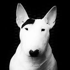Black And White Bull Terrier Pin On Bull Terriers