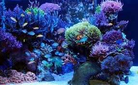 Ikan hias merupakan julukan ikan yang memiliki keindahan yang tidak dimiliki ikan lain, biasanya. 6 Pemikiran Sebelum Memulai Akuarium Air Laut