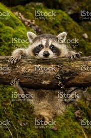 Http Media Istockphoto Com Photos Baby Raccoon Picture Id532190072 S 2048x2048 Animals Beautiful Animal Photography Cute Animals