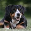 Sie ist 3 jahre alt und typisch berner. 3