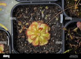 Image result for Drosera natalensis