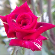 The same sort of idea is found in other agriculture, or dog breeds, where there is a wide difference in appearances, but the species are still the same. Flora Of Balochistan Pakistan Home Facebook