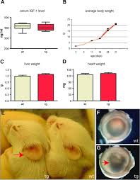 Bmp eps gif hdr/exr ico jpg png svg tga tiff wbmp webp. Overexpression Of Migf 1 In Keratinocytes Improves Wound Healing And Accelerates Hair Follicle Formation And Cycling In Mice Abstract Europe Pmc