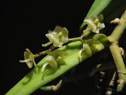 Image result for Rhipidoglossum