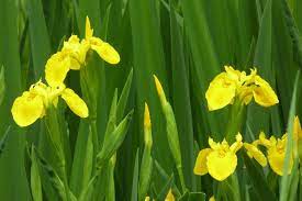 Iris Pseudacorus Is A Species Of Iris Native To Europe Western Asia And Northwest Africa Common Names Include Yellow Iris And Ye Rhizome Plants Wild Flowers