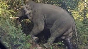 Wild elephant kills camper in Khao Yai National Park | Coconuts