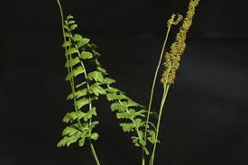 Image result for Mohria lepigera