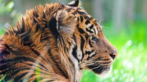 Die zahl der wild lebenden tiger ist seit hundert jahren erstmals wieder gestiegen. Wilde Tiere Tiger Im Gras 3840x2160 Uhd 4k Hintergrundbilder Hd Bild