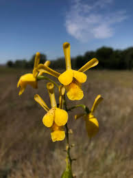 Image result for Brachycorythis angolensis