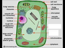 Plant cell organelles found in. What Are Organelles Found In Plant Cells Quora