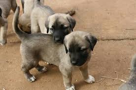 Turkish Kangal Puppies Bilder