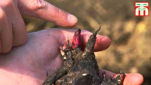 If a clump becomes too large for a given space, or you wish to share some of the plant with a friend, fall is the my peonies are gorgeous, but when it rains, the flowers bend to the ground. How To Plant Peonies Video With Thompson Morgan Youtube