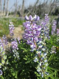 Image result for Lupinus mexicanus