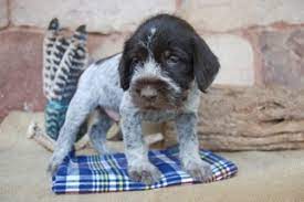 If you selected a specific state, try your search again using a neighboring state or no state at all. View Ad Wirehaired Pointing Griffon Puppy For Sale Near Pennsylvania Lititz Usa Adn 426
