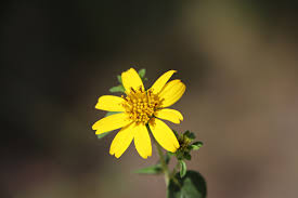 Image result for Aspilia pluriseta