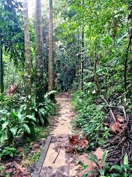 Hiking In Gasing Hill Urban Forest Near Kuala Lumpur Urban Forest Kuala Lumpur Malaysia Tourism