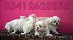 pekines yavru fiyatlari 05412625843 pekinez