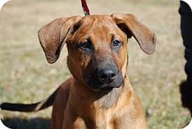 We did not find results for: Pitbull Bloodhound Online