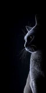  22 Ide Cat Wallpaper Terbaik Wallpaper Kucing Kucing Putih Gambar Anjing