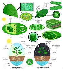 We did not find results for: Biological Photosynthesis Infographic Elements With Light Energy Conversion Calvin Cycle Scheme Plants Cellular Respiration Colorful Vector Illustration Royalty Free Cliparts Vectors And Stock Illustration Image 117893877
