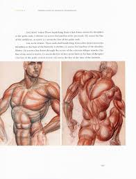 Burne Hogarth Dynamic Anatomy Revised And Expanded Pdf Anatomy Sketches Anatomy Drawing Anatomy