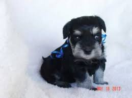 Use the search tool below and browse adoptable. Miniature Schnauzer Puppy Black Silver Boy Youtube